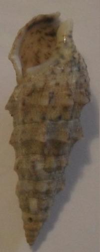 cerithium 3